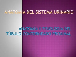 Anatomía del sistema urinario ANATOMÍA Y FISIOLOGIA DEL TÚBULO CONTORNEADO PROXIMAL 