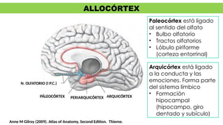 Anatomía del SNC Medicina Interna_023340.pptx