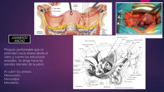 LIGAMENTO
ANCHO.
Pliegues peritoneales que se
extienden hacia afuera desde el
útero y cubren las estructuras
anexiales. Se dirige hacia las
paredes laterales de la pelvis.
Al cubrir los anexos:
Mesoovario.
Mesosálpix.
Mesoteres.
 