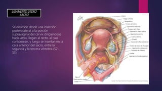 LIGAMENTO UTERO
SACRO
Se extiende desde una inserción
posterolateral a la porción
supravaginal del cérvix dirigiéndose
hacia atrás, llegan al recto, al cual
contornean, y luego se insertan en la
cara anterior del sacro, entre la
segunda y la tercera vértebra (S2-
S3).
 