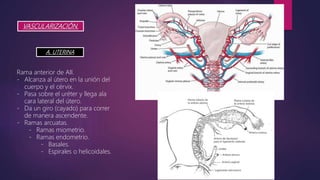 VASCULARIZACIÓN.
A. UTERINA
Rama anterior de AII.
- Alcanza al útero en la unión del
cuerpo y el cérvix.
- Pasa sobre el uréter y llega ala
cara lateral del útero.
- Da un giro (cayado) para correr
de manera ascendente.
- Ramas arcuatas.
- Ramas miometrio.
- Ramas endometrio.
- Basales.
- Espirales o helicoidales.
 