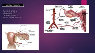 ARTERIA OVÁRICA.
Rama de al aorta
abdominal. L2
Se anastomosa con
ramas de la A. uterina.
 