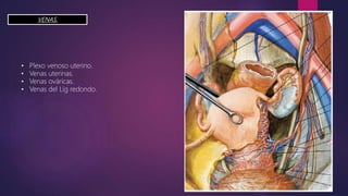 VENAS.
• Plexo venoso uterino.
• Venas uterinas.
• Venas ováricas.
• Venas del Lig redondo.
 