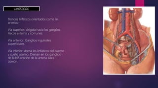 LINFÁTICOS.
Troncos linfáticos orientados como las
arterias:
Vía superior: dirigida hacia los ganglios
iliacos externo y comunes.
Vía anterior: Ganglios inguinales
superficiales.
Vía inferior: drena los linfáticos del cuerpo
y cuello uterino. Drenan en los ganglios
de la bifurcación de la arteria iliaca
común.
 