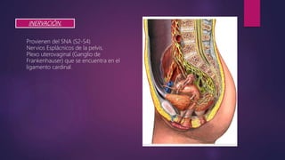 INERVACIÓN.
Provienen del SNA (S2-S4)
Nervios Esplácnicos de la pelvis.
Plexo uterovaginal (Ganglio de
Frankenhauser) que se encuentra en el
ligamento cardinal.
 