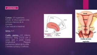 DIVISIONES.
Cuerpo: 2/3 superiores.
Fondo: se sitúa superior a los
orificios internos de la
trompas.
Cara vesical e intestinal.
Istmo: 1cm
Cuello uterino. 1/3 inferior,
estrecho, long. 2-2.5 cm 2
caras (ant y post) Cresta
longitudinal Pliegues
transversos (árbol de la vida)
2 bordes curvos y 2 orificios.
 
