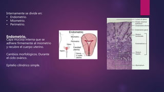 Internamente se divide en:
• Endometrio.
• Miometrio.
• Perimetrio.
Endometrio.
Capa mucosa interna que se
adhiere firmemente al miometrio
y recubre el cuerpo uterino.
Cambios morfológicos. Durante
el ciclo ovárico.
Epitelio cilíndrico simple.
 