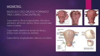 MIOMETRIO.
MUSCULO LISO GRUESO FORMADO
TRES CAPAS CONCENTRICAS.
Capa externa: fibras longitudinales, herradura
alrededor del fondo uterino, fibras transversales
hasta circulares.
Capa media: plexiforme donde las fibras s
entrecruzan en todos los sentidos
Capa interna: longitudinales, oblicua y circulares.
 