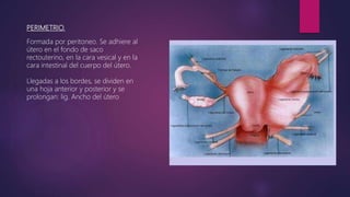 PERIMETRIO.
Formada por peritoneo. Se adhiere al
útero en el fondo de saco
rectouterino, en la cara vesical y en la
cara intestinal del cuerpo del útero.
Llegadas a los bordes, se dividen en
una hoja anterior y posterior y se
prolongan: lig. Ancho del útero
 