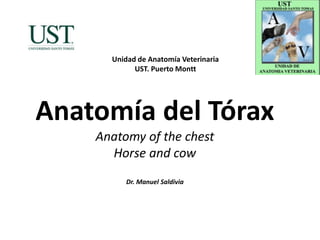 Anatomía del Tórax
Anatomy of the chest
Horse and cow
Dr. Manuel Saldivia
Unidad de Anatomía Veterinaria
UST. Puerto Montt
 