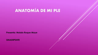 ANATOMÍA DE MI PLE
Presenta: Moisés Roque Maye
SINADEPSNTE
 
