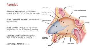 Paredes
Inferior o piso: Apófisis palatina del
maxilar y lámina horizontal del palatino
Pared superior o Bóveda: Lámina cribosa
del etmoides
Pared Medial: Tabique nasal (lámina
perpendicular del etmoides y vómer)
Abertura Anterior: Entre la apófisis
frontal del maxilar y el tabique
Abertura posterior: o coana
 