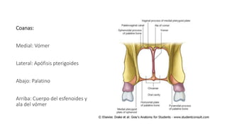 Coanas:
Medial: Vómer
Lateral: Apófisis pterigoides
Abajo: Palatino
Arriba: Cuerpo del esfenoides y
ala del vómer
 