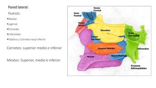 Pared lateral:
Huesos:
Maxilar
Lagrinal
Etmoides
Esfenoides
Palatino y Cornete nasal inferior
Cornetes: superior medio e inferior
Meatos: Superior, medio e inferior
 