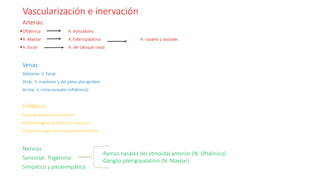 Vascularización e inervación
Arterias:
Oftálmica A. etmoidales
A. Maxilar A. Esfenopalatina A. nasales y septales
A. facial A. del tabique nasal
Venas:
Adelante: V. facial
Atrás: V. maxilares y del plexo pterigoideo
Arriba: V. intracraneales (oftálmica)
Linfáticos
Submandibulares (anterior)
Retrofaríngeos (posterior y superior)
Profundos superiores (posteroinferiores)
Nervios
Sensorial: Trigémino
Simpático y parasimpático
-Ramos nasales del etmoidal anterior (N. Oftálmico)
-Gánglio pterigopalatino (N. Maxilar)
 