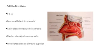 Celdillas Etmoidales
8 a 10
Forman el laberinto etmoidal
Anteriores: drenaje al meato medio
Medias: drenaje al meato medio
Posteriores: drenaje al meato superior
 