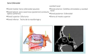 Seno Esfenoidal
Pared medial: Seno esfenoidal opuesto
Pared lateral: seno cavernoso (posterior) conducto
óptico (anterior)
Pared superior: Silla turca
Pared inferior: Techo de la nasofaringe y
cavidad nasal
Pared anterior: Celdillas etmoidales y cavidad
nasal
Pared posterior: Esfenoidal
Drena al meato superior
 