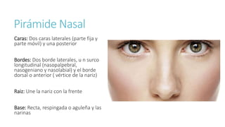 Pirámide Nasal
Caras: Dos caras laterales (parte fija y
parte móvil) y una posterior
Bordes: Dos borde laterales, u n surco
longitudinal (nasopalpebral,
nasogeniano y nasolabial) y el borde
dorsal o anterior ( vértice de la nariz)
Raiz: Une la nariz con la frente
Base: Recta, respingada o aguleña y las
narinas
 