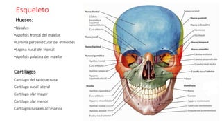 Esqueleto
Huesos:
Nasales
Apófisis frontal del maxilar
Lámina perpendicular del etmoides
Espina nasal del frontal
Apófisis palatina del maxilar
Cartílagos
Cartílago del tabique nasal
Cartílago nasal lateral
Cartílago alar mayor
Cartílago alar menor
Cartílagos nasales accesorios
 