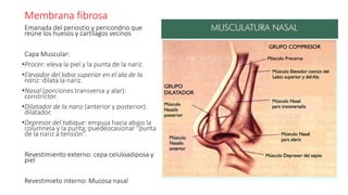 Membrana fibrosa
Emanada del periostio y pericondrio que
reúne los huesos y cartílagos vecinos
Capa Muscular:
•Procer: eleva la piel y la punta de la nariz.
•Elevador del labio superior en el ala de la
nariz: dilata la nariz.
•Nasal (porciones transversa y alar):
constrictor.
•Dilatador de la nariz (anterior y posterior):
dilatador.
•Depresor del tabique: empuja hacia abajo la
columnela y la punta; puedeocasionar "punta
de la nariz a tensión".
Revestimiento externo: cepa celuloadiposa y
piel
Revestimieto interno: Mucosa nasal
 