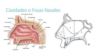 Cavidades o Fosas Nasales
 