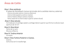 Áreas de Cottle
Área I: Área vestibular
El plexo de Kiesselbach (ramas terminales de la carótida interna y externa)
Arteria etmoidal anterior (arteria oftálmica)
Arteria Esfenopalatina (arteria maxilar)
Arteria Palatina Mayor (arteria maxilar)
Rama septal de la arteria labial superior (arteria facial)
Área II: Área valvular.
Formada por el cartílago septal y cartílago lateral superior que forma la válvula nasal.
apertura de 10-15°
Área III: Área Atical.
Techo de la nariz.
Mucosa olfatoria.
Área IV: Turbina Anterior
Cornetes.
Área V: Área Turbina Posterior o Coanas.
Coanas.
Comunica con la nasofaringe.
 
