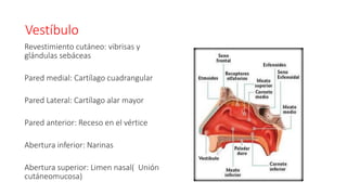 Vestíbulo
Revestimiento cutáneo: vibrisas y
glándulas sebáceas
Pared medial: Cartílago cuadrangular
Pared Lateral: Cartílago alar mayor
Pared anterior: Receso en el vértice
Abertura inferior: Narinas
Abertura superior: Limen nasal( Unión
cutáneomucosa)
 