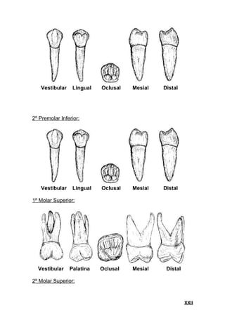 Anatoma Dental PDF anatoma-dental-pdf