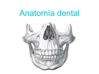 Anatomía dental
 