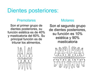 Dientes posteriores:
Premolares
Son el primer grupo de
dientes posteriores, su
función estética es de 40%
y masticatoria del 60%. Su
principal función es de
triturar los alimentos.
Molares
Son el segundo grupo
de dientes posteriores,
su función es 10%
estética y 90%
masticatoria
 