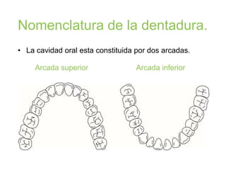 Nomenclatura de la dentadura.
Arcada superior Arcada inferior
• La cavidad oral esta constituida por dos arcadas.
 