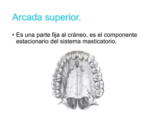Arcada superior.
• Es una parte fija al cráneo, es el componente
estacionario del sistema masticatorio.
 