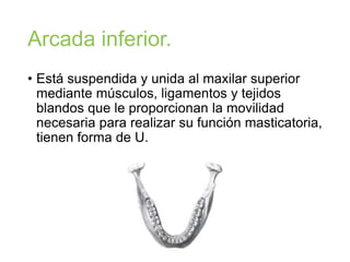 Arcada inferior.
• Está suspendida y unida al maxilar superior
mediante músculos, ligamentos y tejidos
blandos que le proporcionan la movilidad
necesaria para realizar su función masticatoria,
tienen forma de U.
 