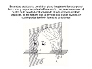 En ambas arcadas se pondrá un plano imaginario llamado plano
horizontal y un plano vertical o línea media, que se encuentra en el
centro de la cavidad oral señalando el lado derecho del lado
izquierdo, de tal manera que la cavidad oral queda dividida en
cuatro partes también llamadas cuadrantes
 