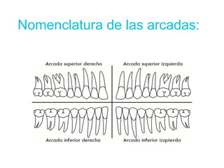 Nomenclatura de las arcadas:
 