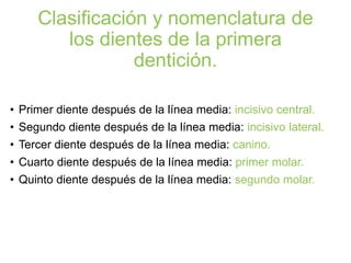 Clasificación y nomenclatura de
los dientes de la primera
dentición.
• Primer diente después de la línea media: incisivo central.
• Segundo diente después de la línea media: incisivo lateral.
• Tercer diente después de la línea media: canino.
• Cuarto diente después de la línea media: primer molar.
• Quinto diente después de la línea media: segundo molar.
 