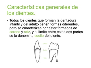 Características generales de
los dientes.
• Todos los dientes que forman la dentadura
infantil y del adulto tienen formas diferentes,
pero se caracterizan por estar formados de
corona y raíz, y al límite entre estas dos partes
se le denomina cuello del diente.
Corona
Cuello
Raíz
 