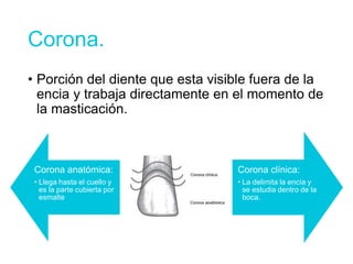 Corona.
• Porción del diente que esta visible fuera de la
encia y trabaja directamente en el momento de
la masticación.
Corona anatómica:
• Llega hasta el cuello y
es la parte cubierta por
esmalte
Corona clínica:
• La delimita la encía y
se estudia dentro de la
boca.
 