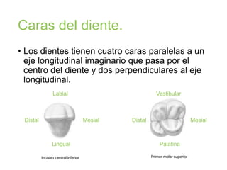Caras del diente.
• Los dientes tienen cuatro caras paralelas a un
eje longitudinal imaginario que pasa por el
centro del diente y dos perpendiculares al eje
longitudinal.
Distal Mesial
Vestibular
Palatina
Distal Mesial
Labial
Lingual
Incisivo central inferior Primer molar superior
 