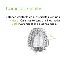 Caras proximales.
• Hacen contacto con los dientes vecinos.
• Mesial: Cara mas cercana a la línea media.
• Distal: Cara mas lejana a la línea media.
Línea
media
 