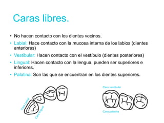 Caras libres.
• No hacen contacto con los dientes vecinos.
• Labial: Hace contacto con la mucosa interna de los labios (dientes
anteriores)
• Vestibular: Hacen contacto con el vestíbulo (dientes posteriores)
• Lingual: Hacen contacto con la lengua, pueden ser superiores e
inferiores.
• Palatina: Son las que se encuentran en los dientes superiores.
Cara vestibular
Cara palatina
 