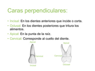 Caras perpendiculares:
• Incisal: En los dientes anteriores que incide o corta.
• Oclusal: En los dientes posteriores que tritura los
alimentos.
• Apical: En la punta de la raíz.
• Cervical: Corresponde al cuello del diente.
Incisal Oclusal
Apical Apical
Cervical Cervical
 