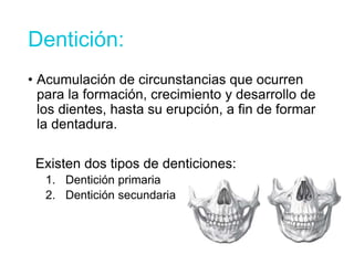 Dentición:
• Acumulación de circunstancias que ocurren
para la formación, crecimiento y desarrollo de
los dientes, hasta su erupción, a fin de formar
la dentadura.
Existen dos tipos de denticiones:
1. Dentición primaria
2. Dentición secundaria
 