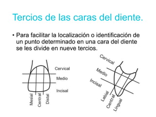 Tercios de las caras del diente.
• Para facilitar la localización o identificación de
un punto determinado en una cara del diente
se les divide en nueve tercios.
 