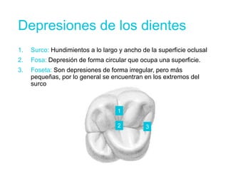 Depresiones de los dientes
1. Surco: Hundimientos a lo largo y ancho de la superficie oclusal
2. Fosa: Depresión de forma circular que ocupa una superficie.
3. Foseta: Son depresiones de forma irregular, pero más
pequeñas, por lo general se encuentran en los extremos del
surco
1
2 3
 