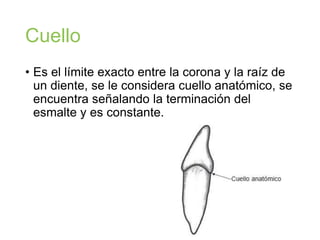 Cuello
• Es el límite exacto entre la corona y la raíz de
un diente, se le considera cuello anatómico, se
encuentra señalando la terminación del
esmalte y es constante.
 
