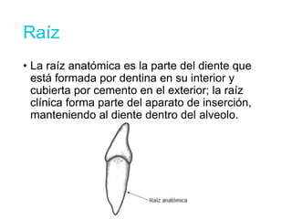 Raíz
• La raíz anatómica es la parte del diente que
está formada por dentina en su interior y
cubierta por cemento en el exterior; la raíz
clínica forma parte del aparato de inserción,
manteniendo al diente dentro del alveolo.
 