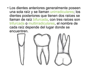 • Los dientes anteriores generalmente poseen
una sola raíz y se llaman unirradiculares; los
dientes posteriores que tienen dos raíces se
llaman de raíz bifurcada, con tres raíces son
trifurcada o multirradiculares, el nombre de
cada raíz depende del lugar donde se
encuentren.
 
