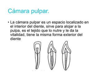 Cámara pulpar.
• La cámara pulpar es un espacio localizado en
el interior del diente, sirve para alojar a la
pulpa, es el tejido que lo nutre y le da la
vitalidad, tiene la misma forma exterior del
diente
 