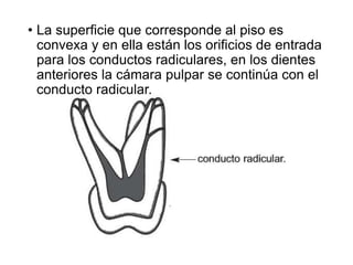 • La superficie que corresponde al piso es
convexa y en ella están los orificios de entrada
para los conductos radiculares, en los dientes
anteriores la cámara pulpar se continúa con el
conducto radicular.
 